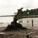 Effect-of-the-Oil-spills-on-the-peoples-plants